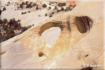 Cedar Arch
